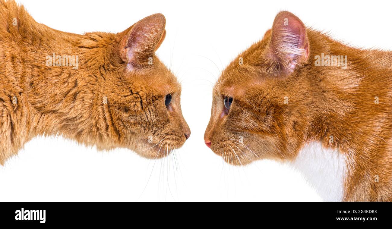 Two ginger cats, one young one adult, face to face, side view, looking each other Stock Photo