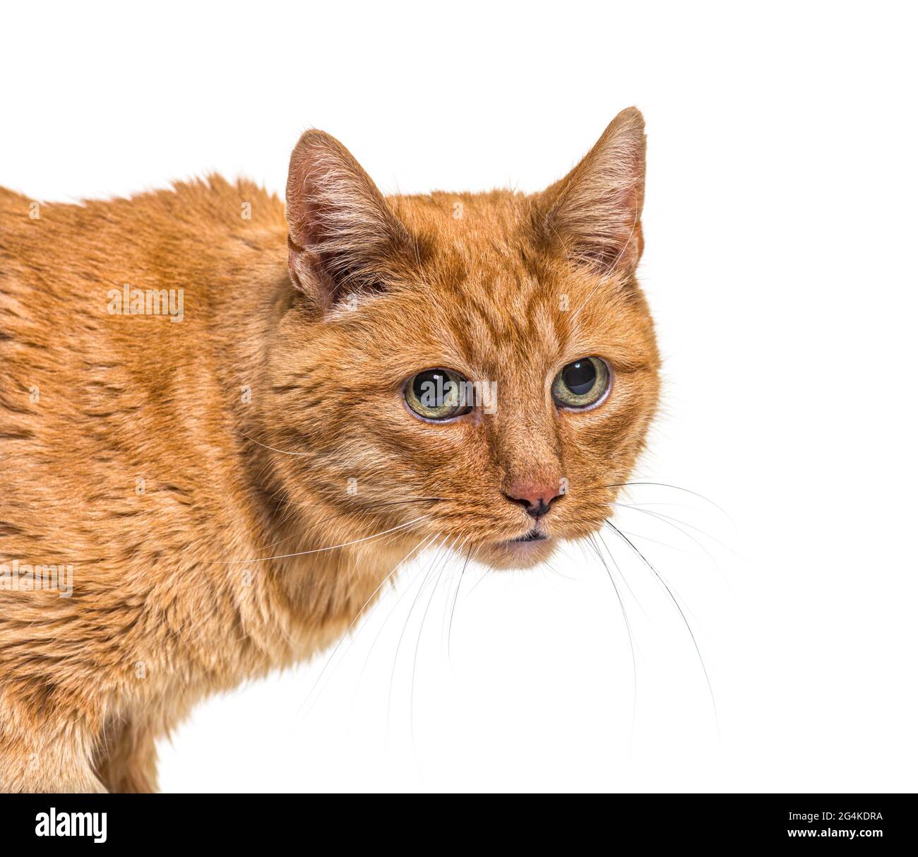 Closeup on a very old ginger cat with lentigo on noise and lips Stock