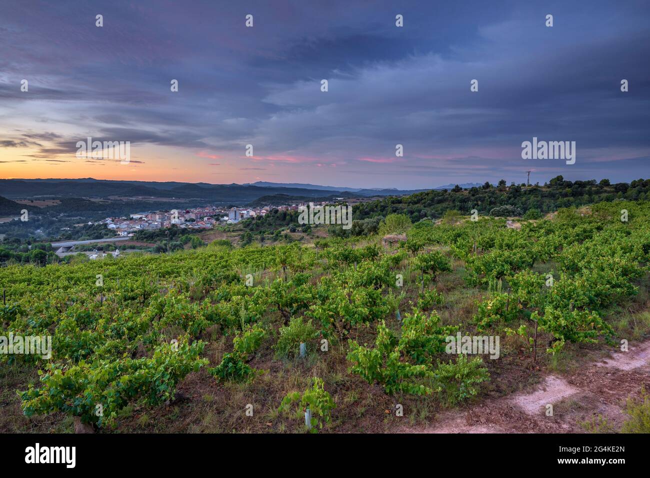 Sunrise in the vineyards near Navàs, specifically those of the Vinyas d'Empremta Winery (DO Pla de Bages, Barcelona, Catalonia, Spain) Stock Photo