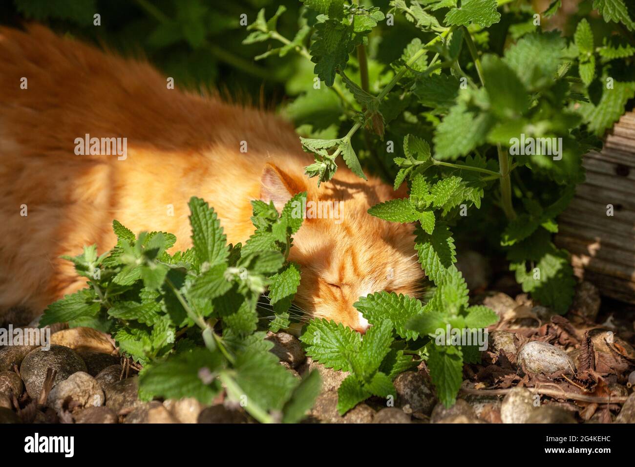 Ginger cat sleeping on top of catnip Stock Photo