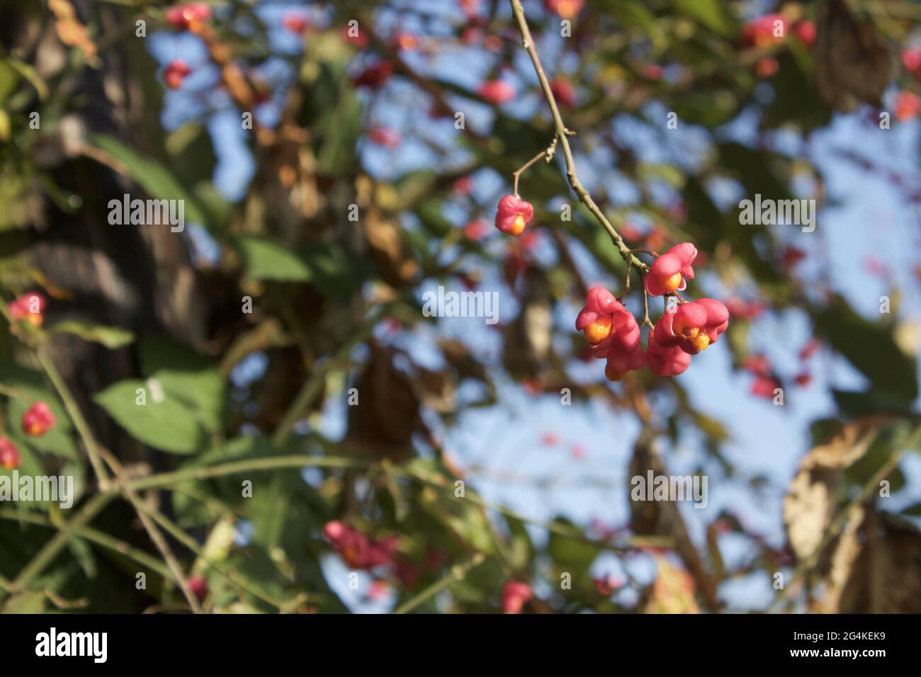 Shot of the common spindle bush with fruit ornaments that are suitable for flower hedges. Stock Photo