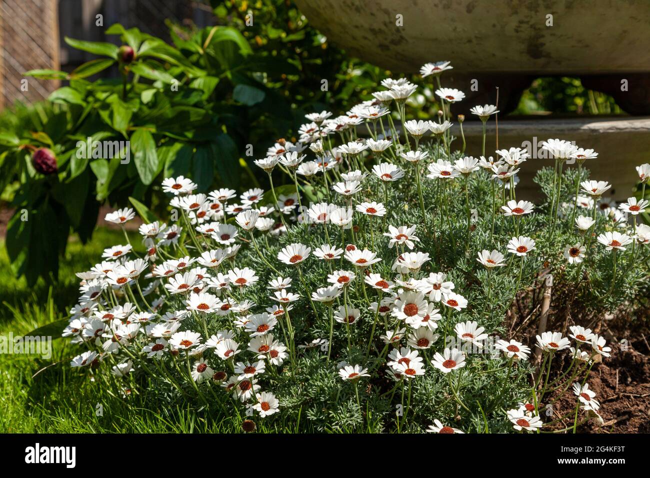 Rhodanthemum hybrida 'Casablanca' Stock Photo