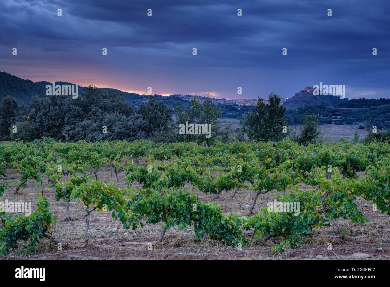 Sunset in the vineyards of the Piteus wine estate, with the Cardona castle in the background (DO Pla de Bages, Barcelona, Catalonia, Spain) Stock Photo
