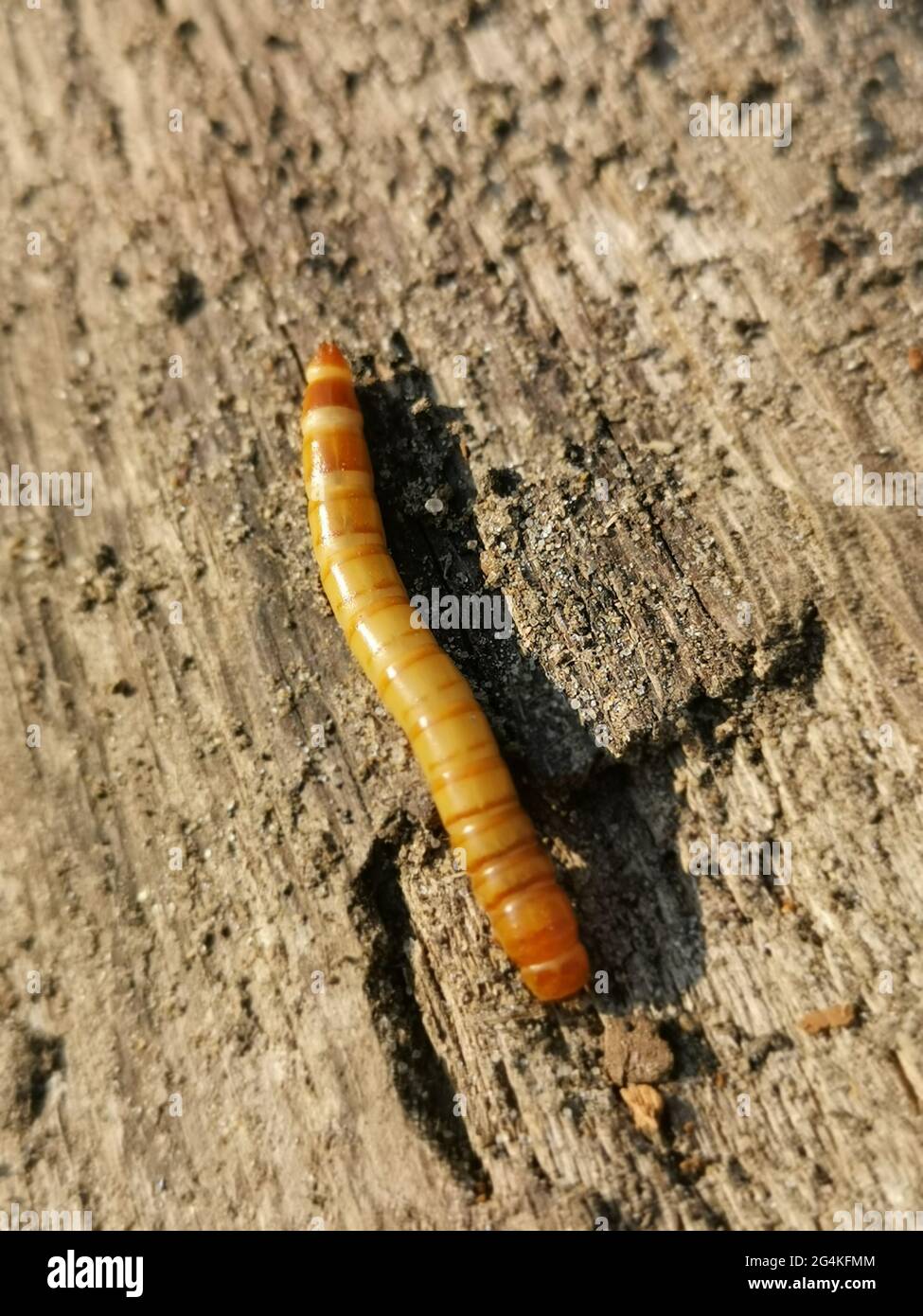Red flat bark beetle larva Stock Photo