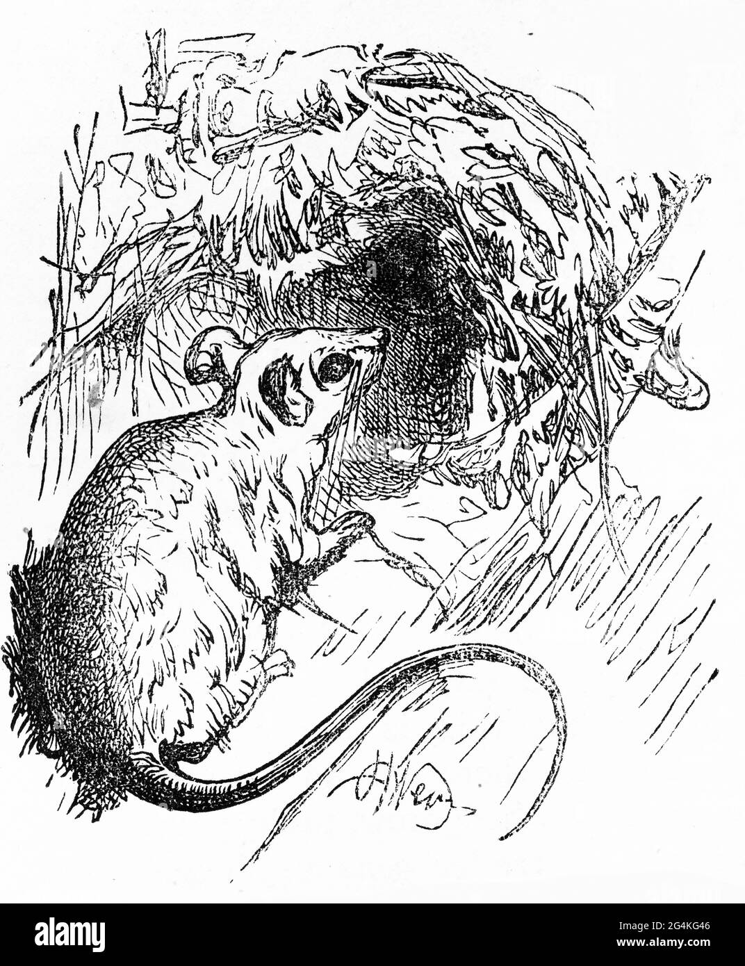 Engraving of a rat sneaking into its hole Stock Photo