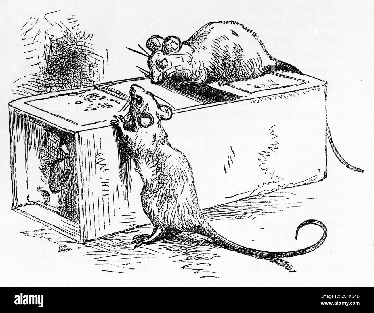 Engraving of three rats playing around on a food box Stock Photo