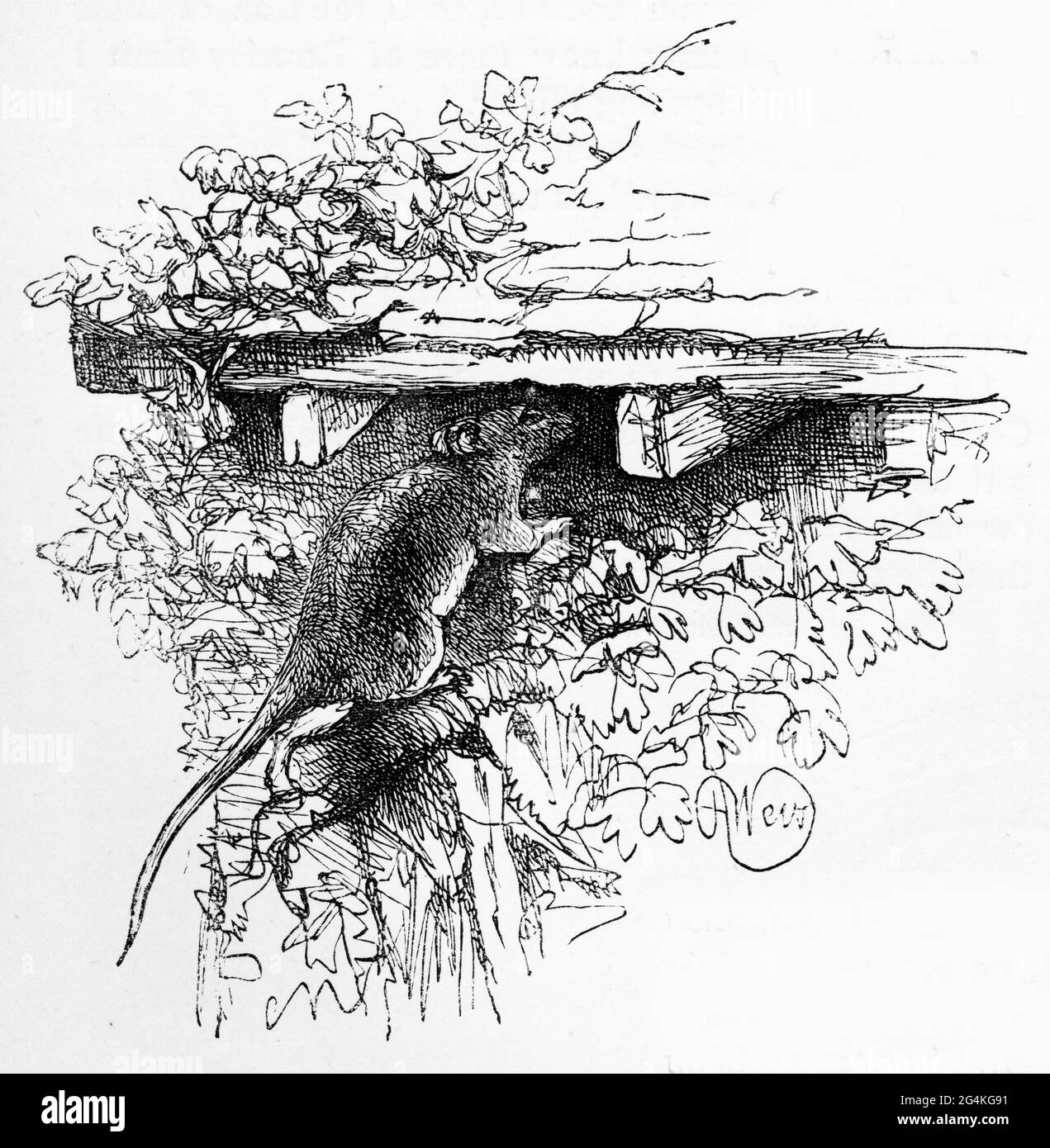 Engraving of a rat sneaking under the eaves of a house Stock Photo