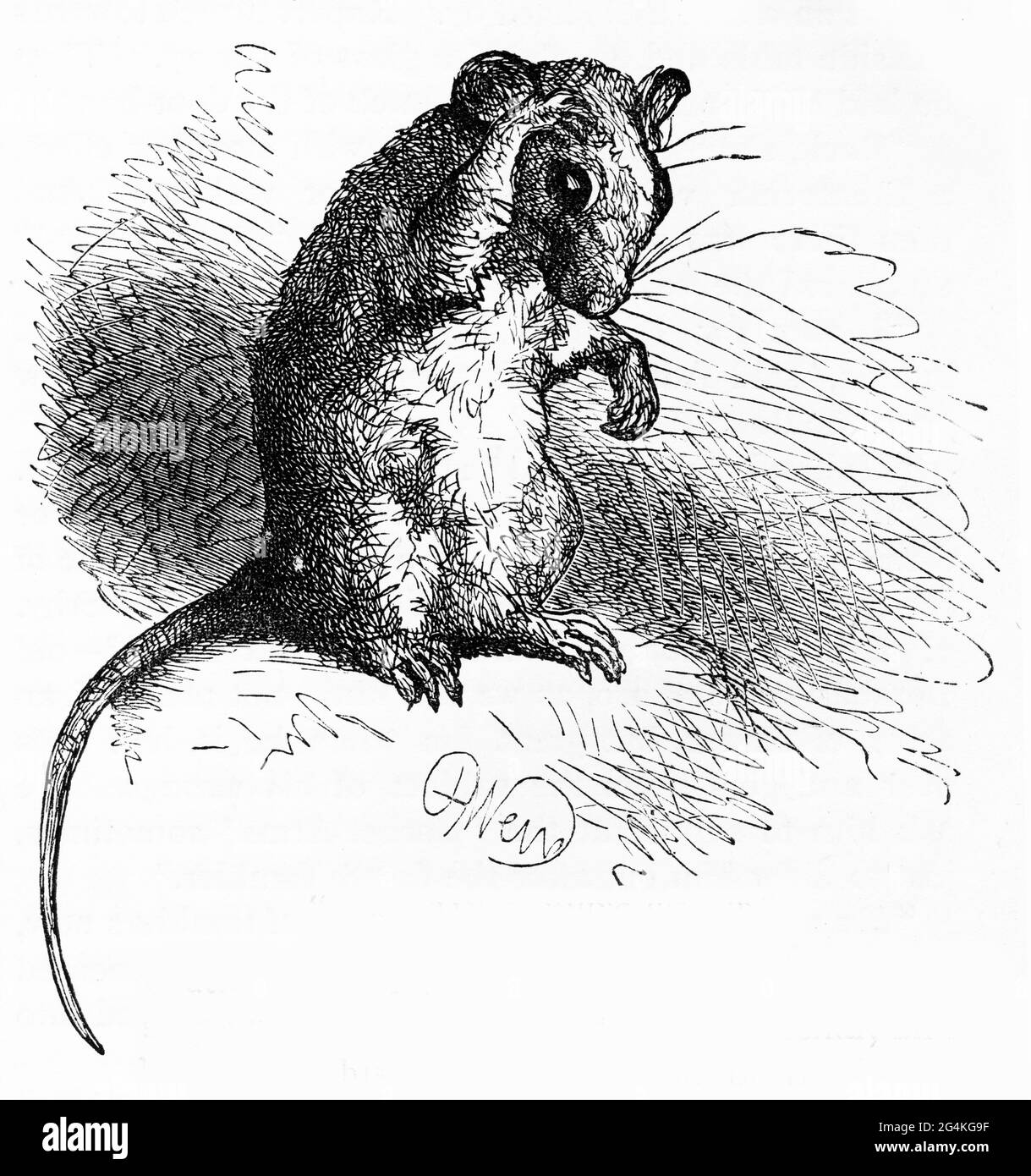Engraving of a rat cleaning itself Stock Photo