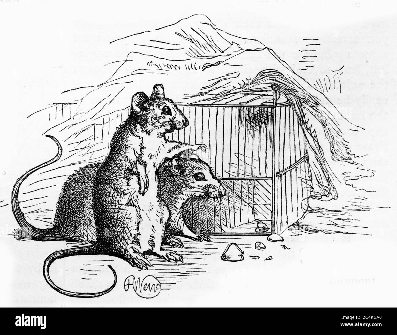 Engraved portrait of two rats searching for food in the pantry Stock Photo