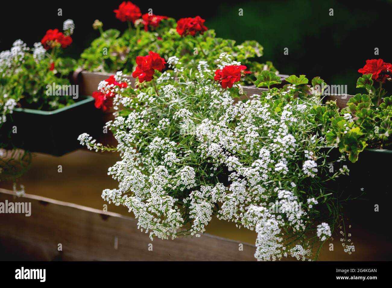 Pot with red and white flowers on a fence in garden, summertime Stock Photo