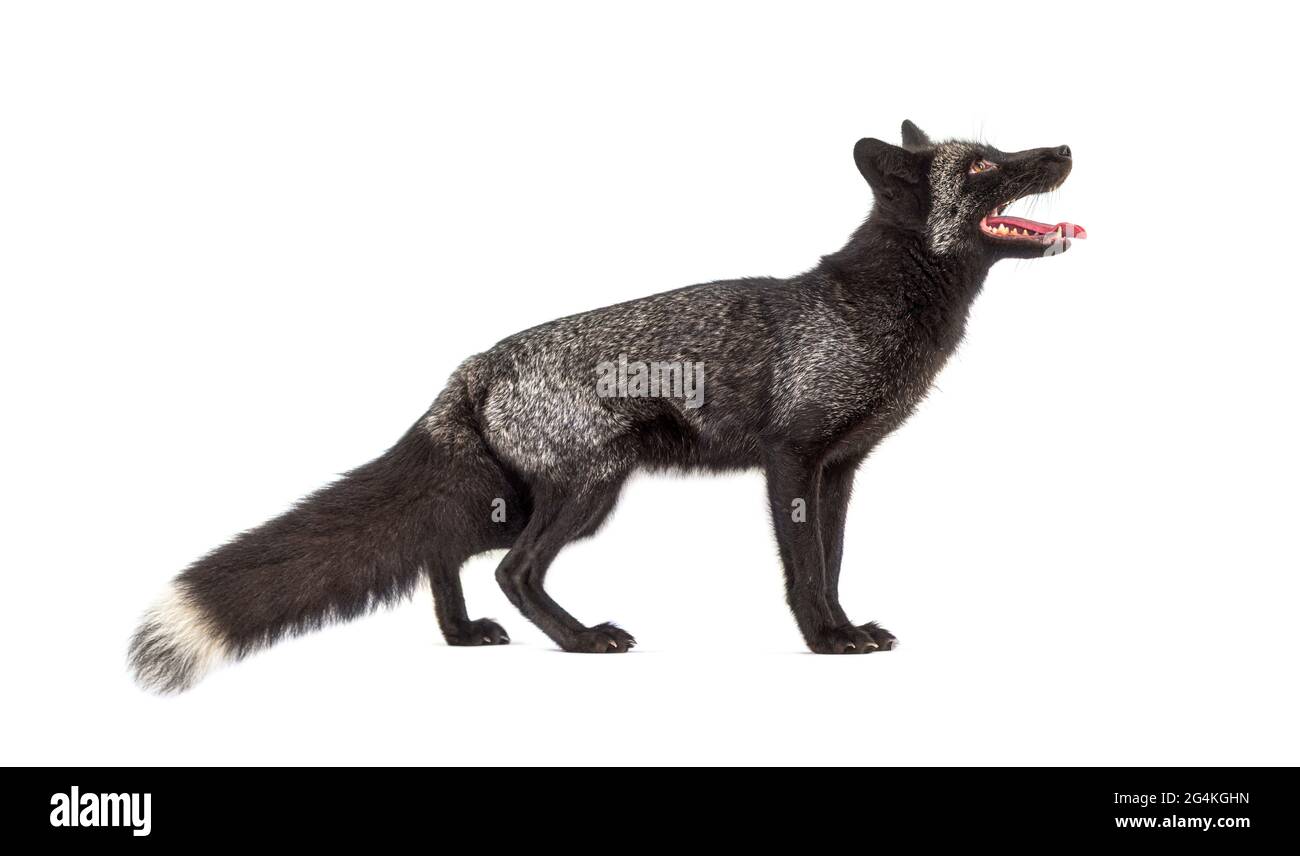 Side view, Silvers Fox, looking up, isolated on white Stock Photo