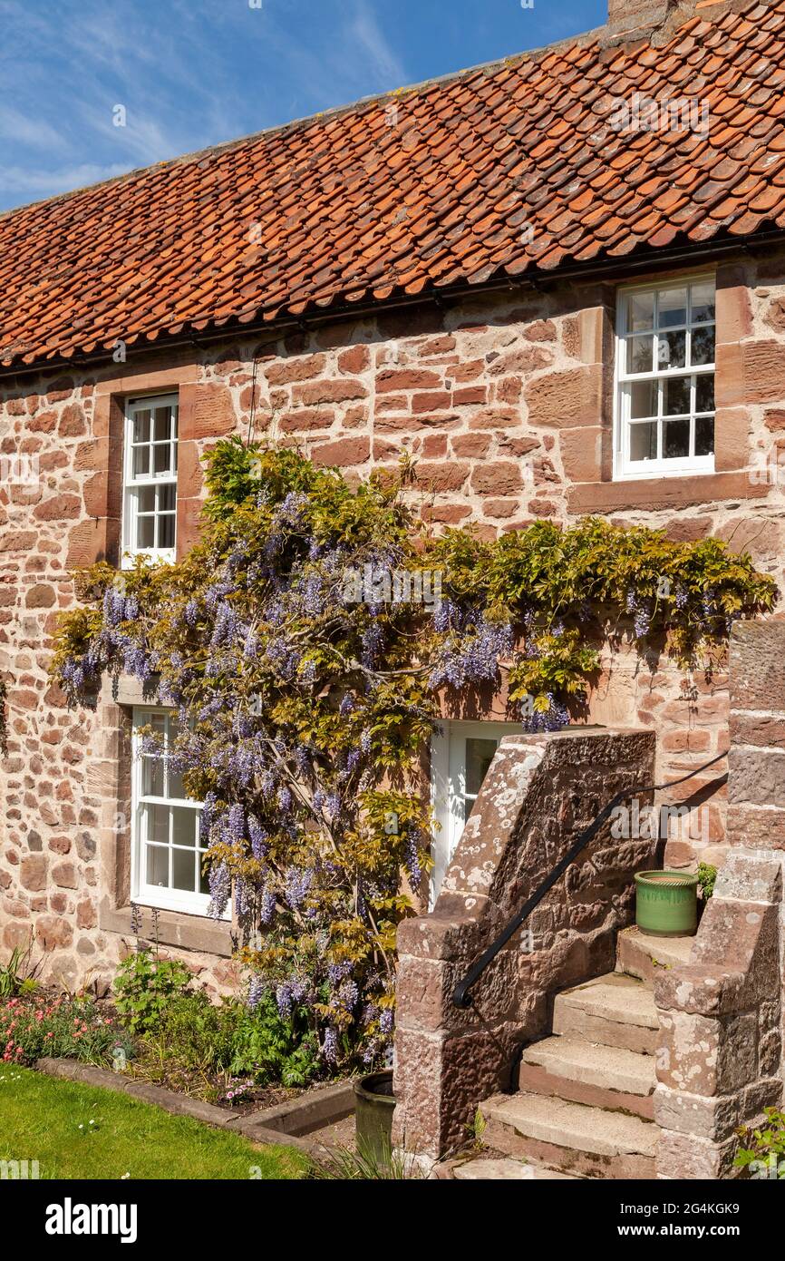 wisteria blossoms on a cottage in Stenton, East Lothian, Scotland Stock Photo