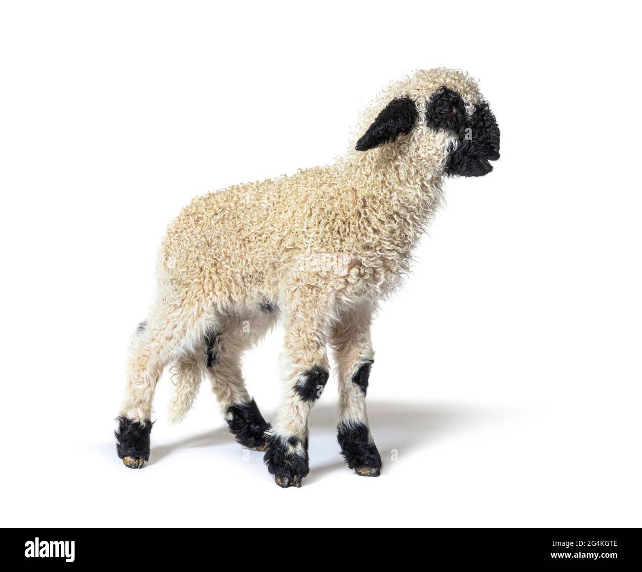 Profile of a lovely Lamb Valais Blacknose sheep three weeks old Stock Photo