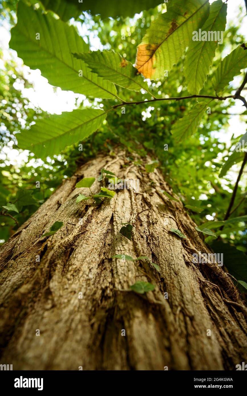Trunk and leaves of a chestnut tree in the Montnegre forest (Vallès Oriental, Barcelona, Catalonia, Spain) ESP: Tronco y hojas de un castaño en verano Stock Photo