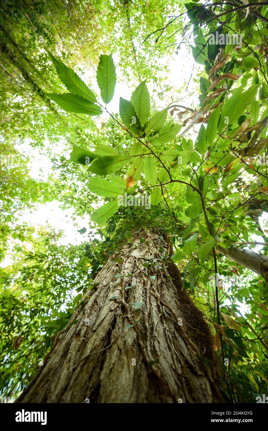 Trunk and leaves of a chestnut tree in the Montnegre forest (Vallès Oriental, Barcelona, Catalonia, Spain) ESP: Tronco y hojas de un castaño en verano Stock Photo