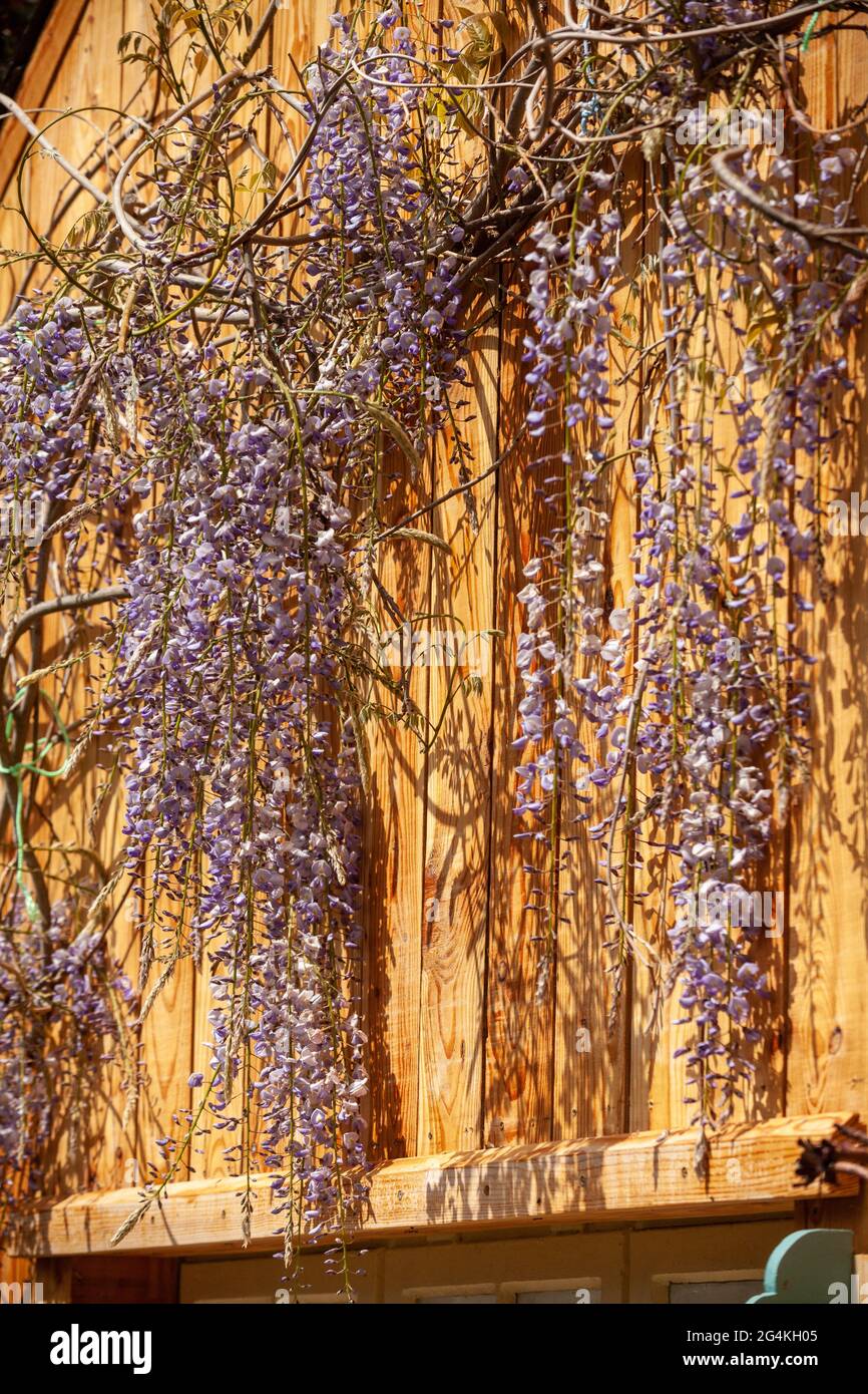 Purple hanging wisteria hires stock photography and images Alamy