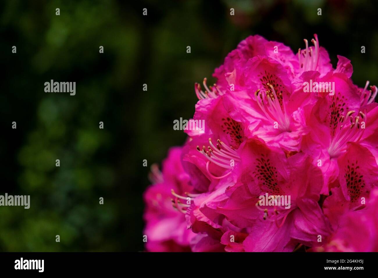A closeup view of the flowers of a rhododendron shrub. Stock Photo
