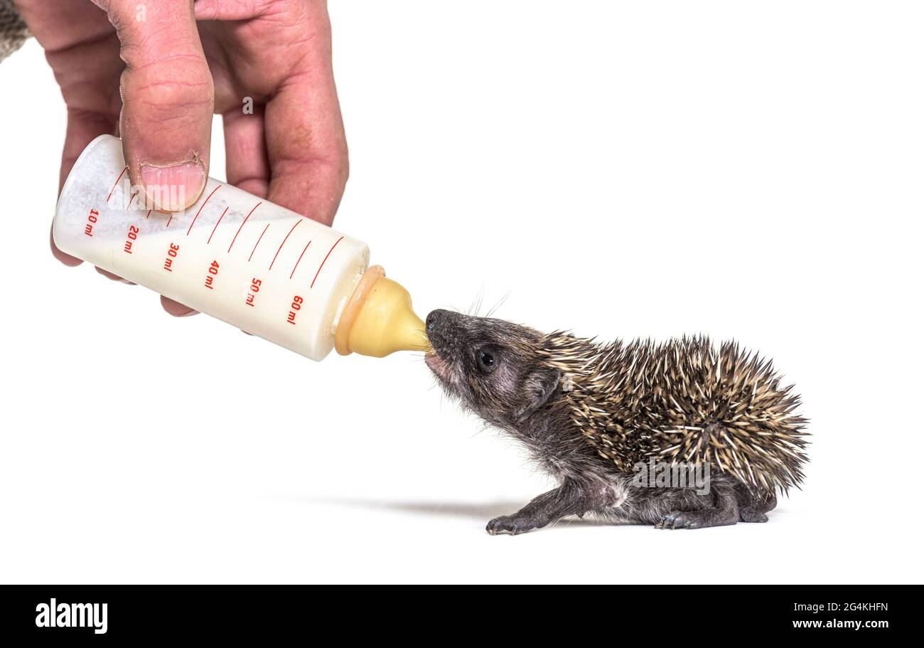 Helping human hand give food with a feeding bottle a Young European hedgehog, isolated Stock Photo