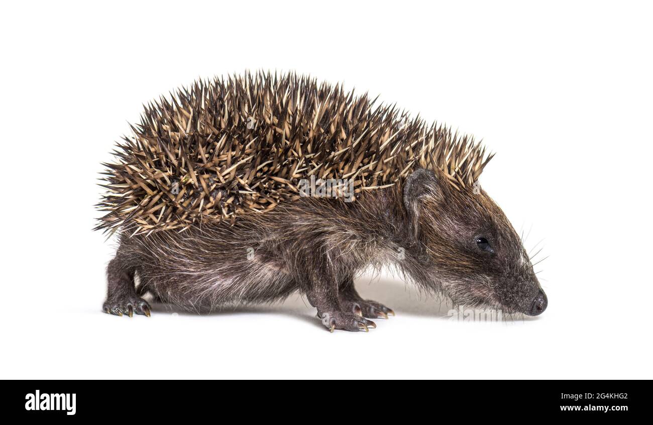 Side view of a Young European hedgehog walking away, isolated on white Stock Photo