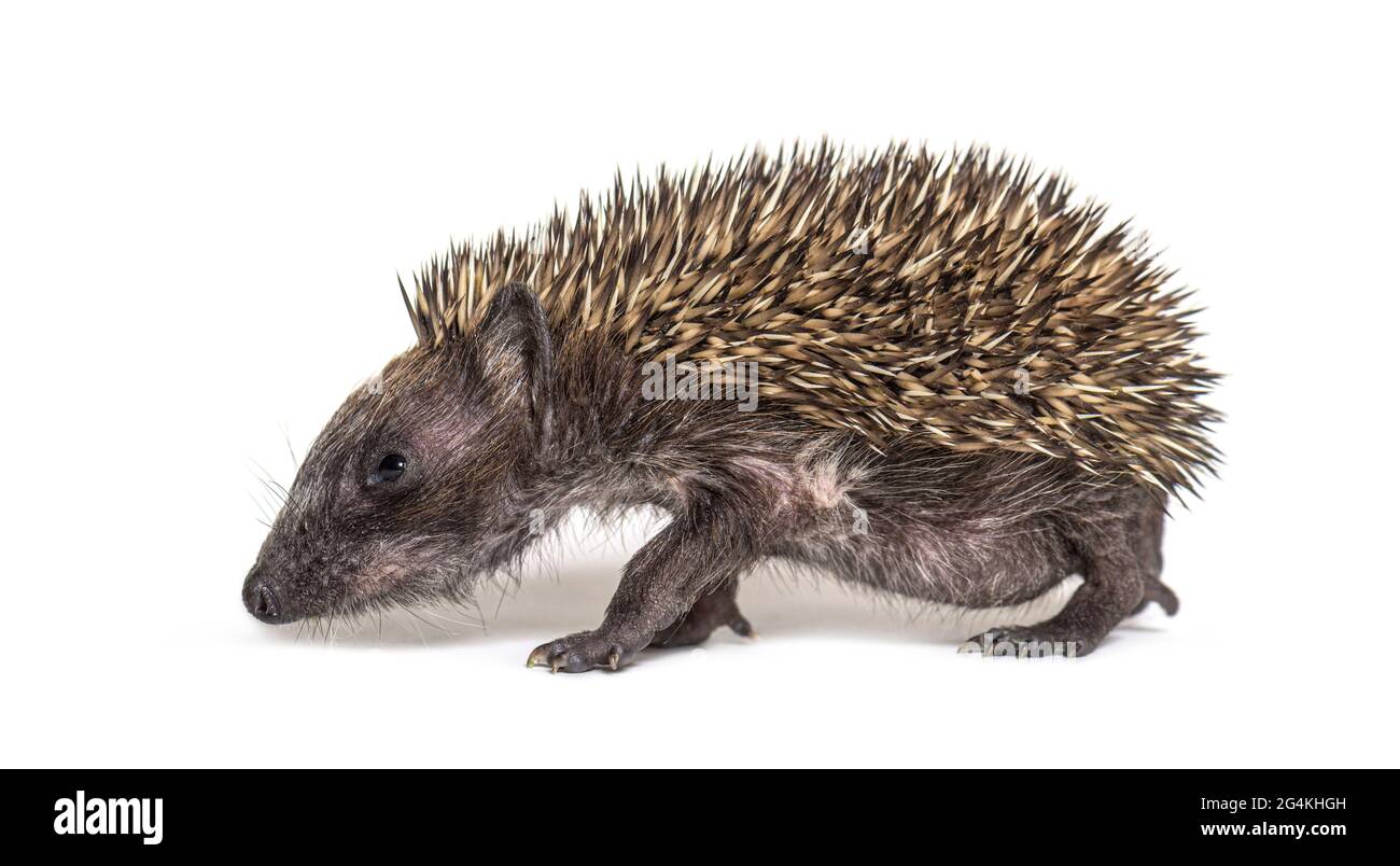 Side view of a Young European hedgehog, isolated on white Stock Photo
