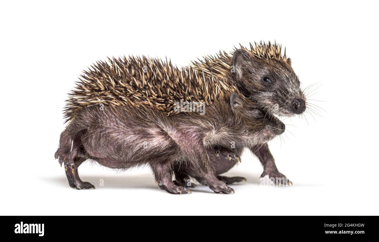 Two Young European hedgehog playing together Stock Photo