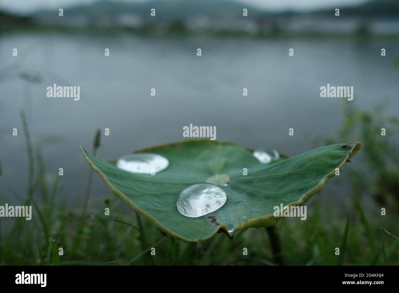 Water drops on lotus leaf hi-res stock photography and images - Alamy