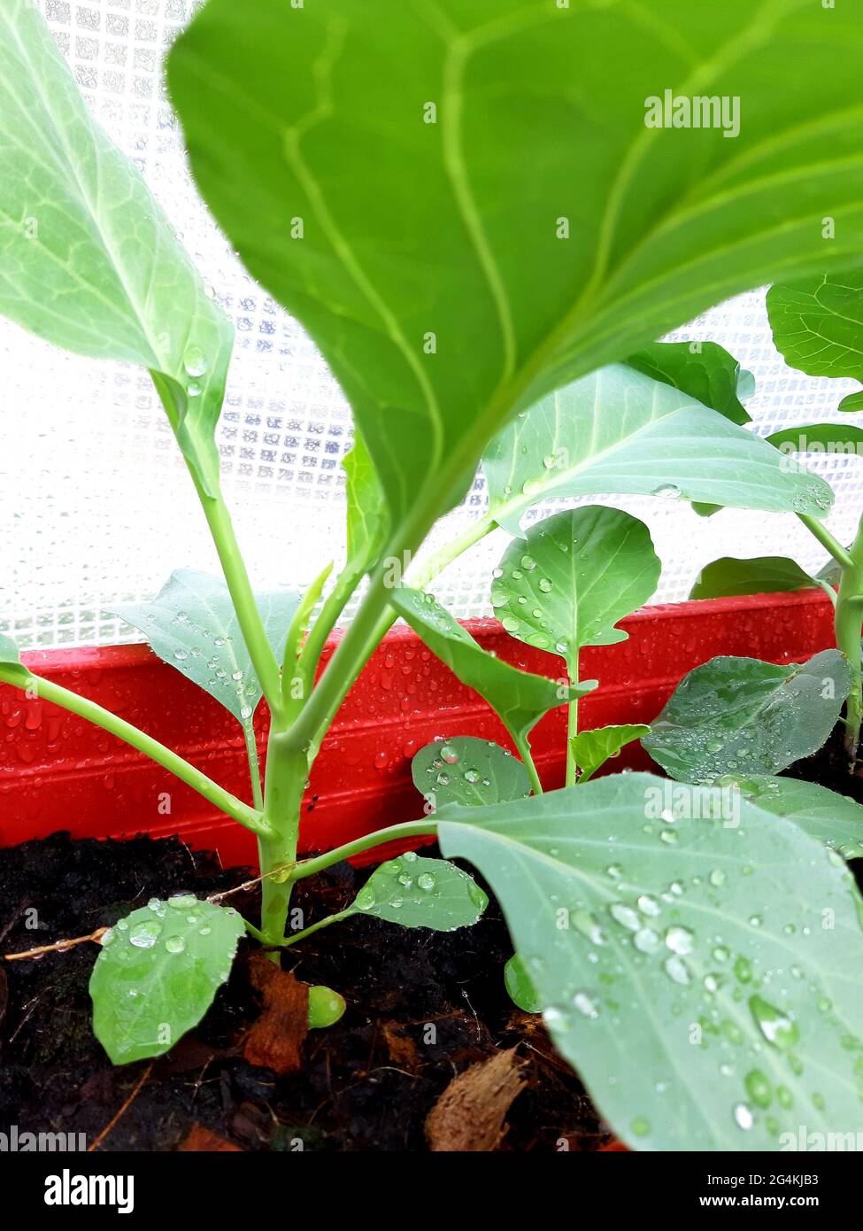 Chinese kale in vegetable garden. Fresh green organic Chinese kale vegetable plant on the farm, for healthy or natural food ingredient concept. Stock Photo