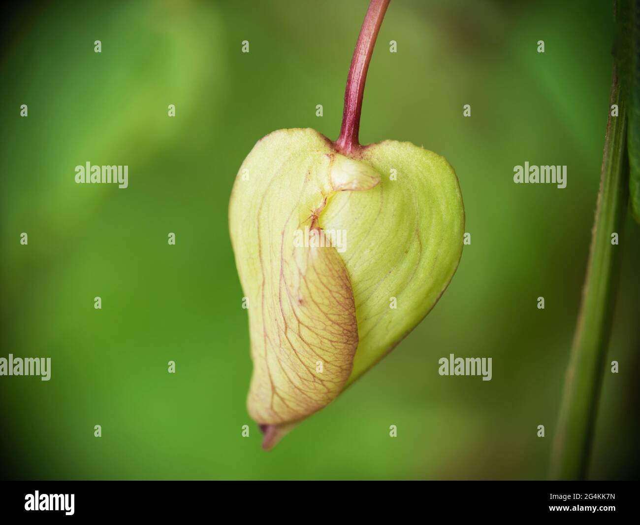 Bud shape hi-res stock photography and images - Alamy