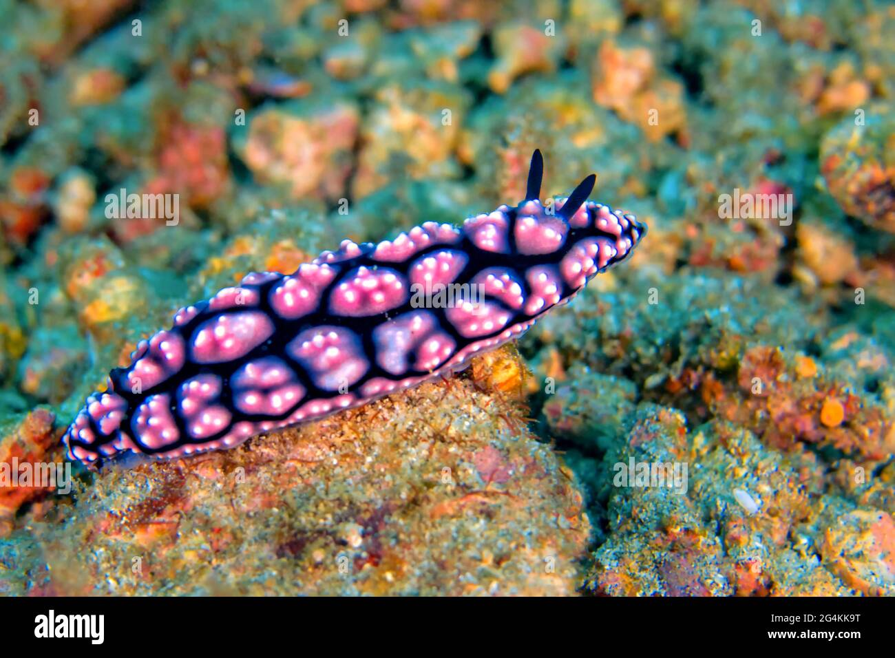 Sea Slug, Dorid Nudibranch, Pimpled Phyllidiella, Phyllidiella pustulosa, Lembeh, North Sulawesi, Indonesia, Asia Stock Photo
