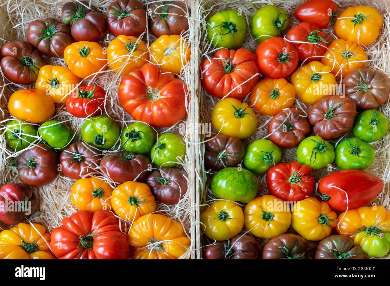Display of colorful green,red,orange,black ancient species of tomatoes on a market Stock Photo