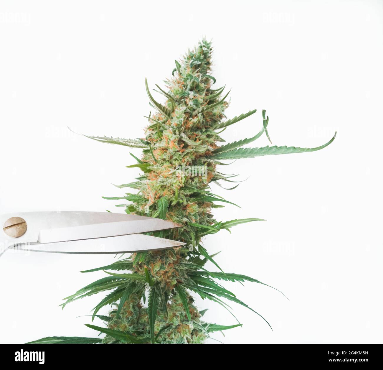 Scissor pruning of a cannabis flower for drying. Copy space Stock Photo
