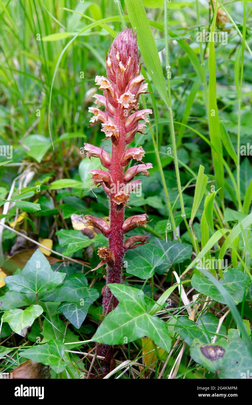 Ivy Broomrape - Orobanche hederae, parasitic plant of Ivy Stock Photo