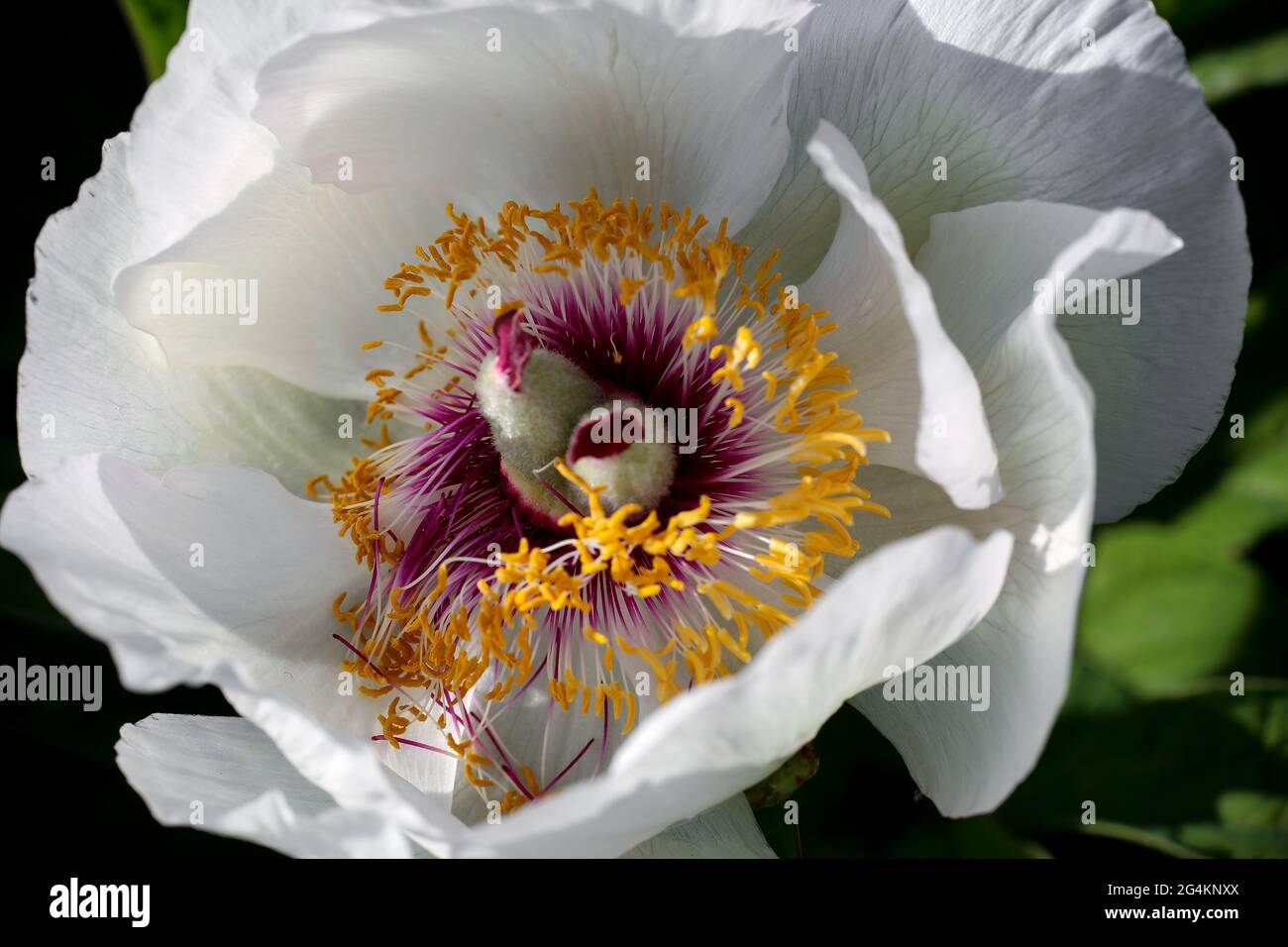 White blooming plant Paeonia Wittmanniana , macro, closeup Stock Photo