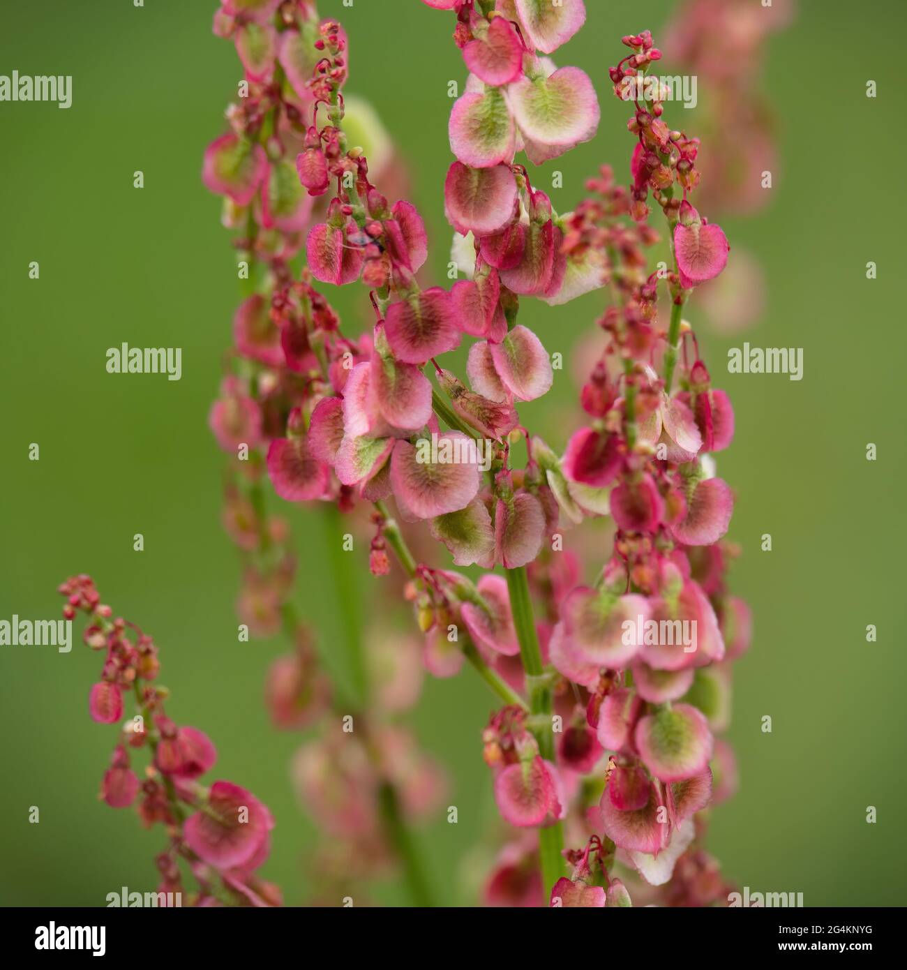 Dock weed rumex hi-res stock photography and images - Alamy