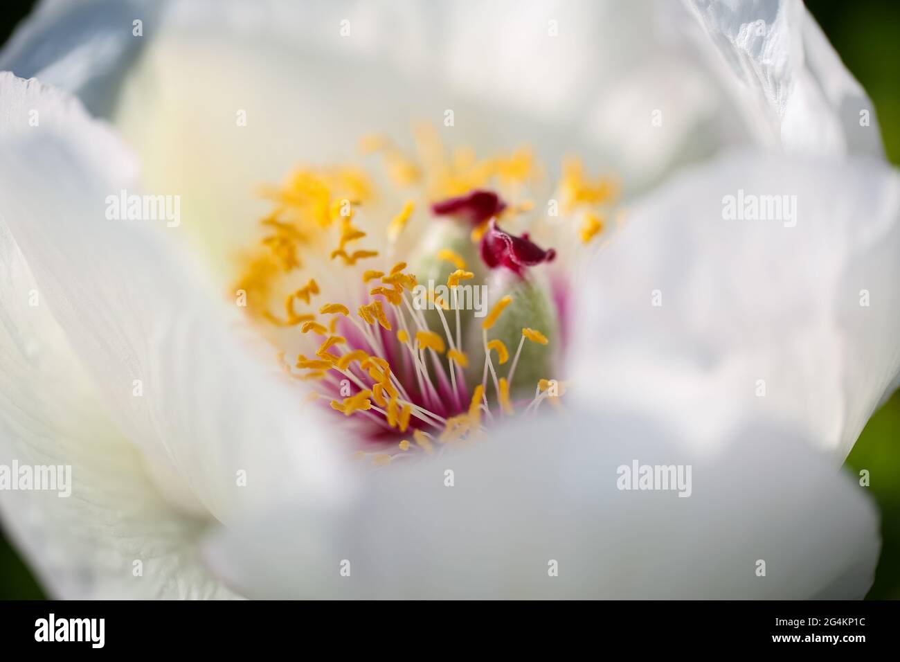 White blooming plant Paeonia Wittmanniana, closeup, macro Stock Photo