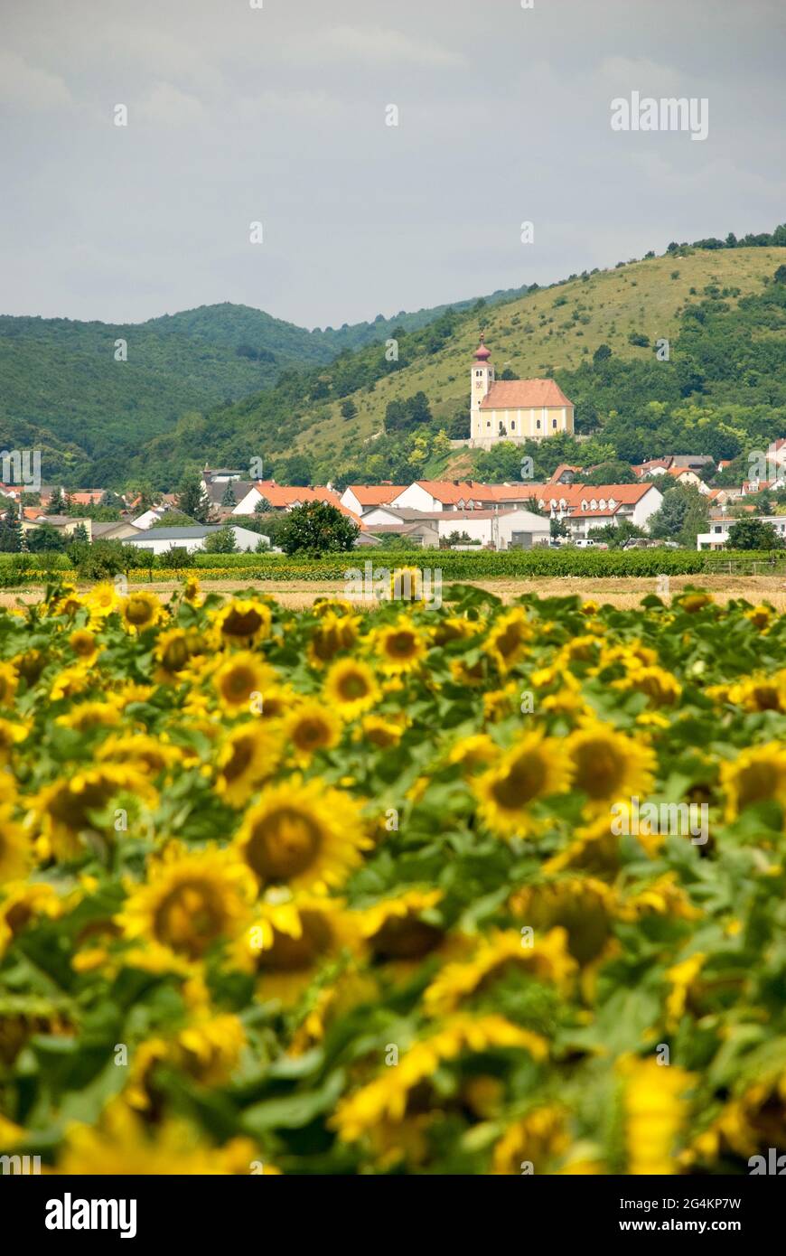 View to village Donnerskirchen behind sunflowers, Burgenland Stock Photo