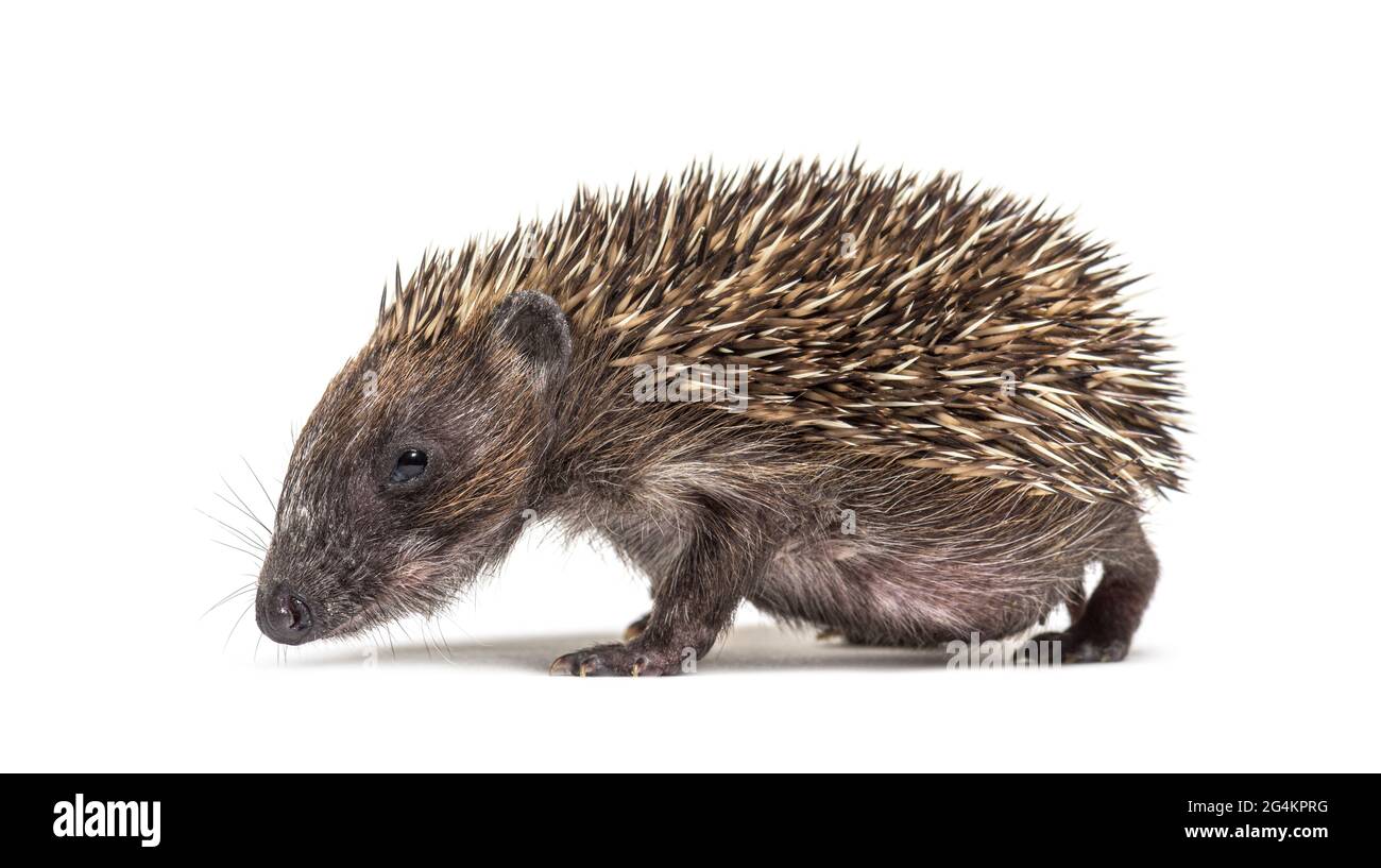 Young European hedgehog looking at the camera, isolated on white Stock Photo