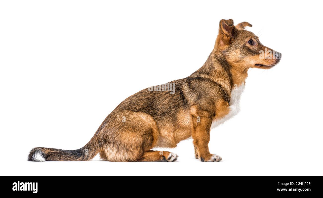 Side view on a isolated Crossbreed dog sitting in front and ...