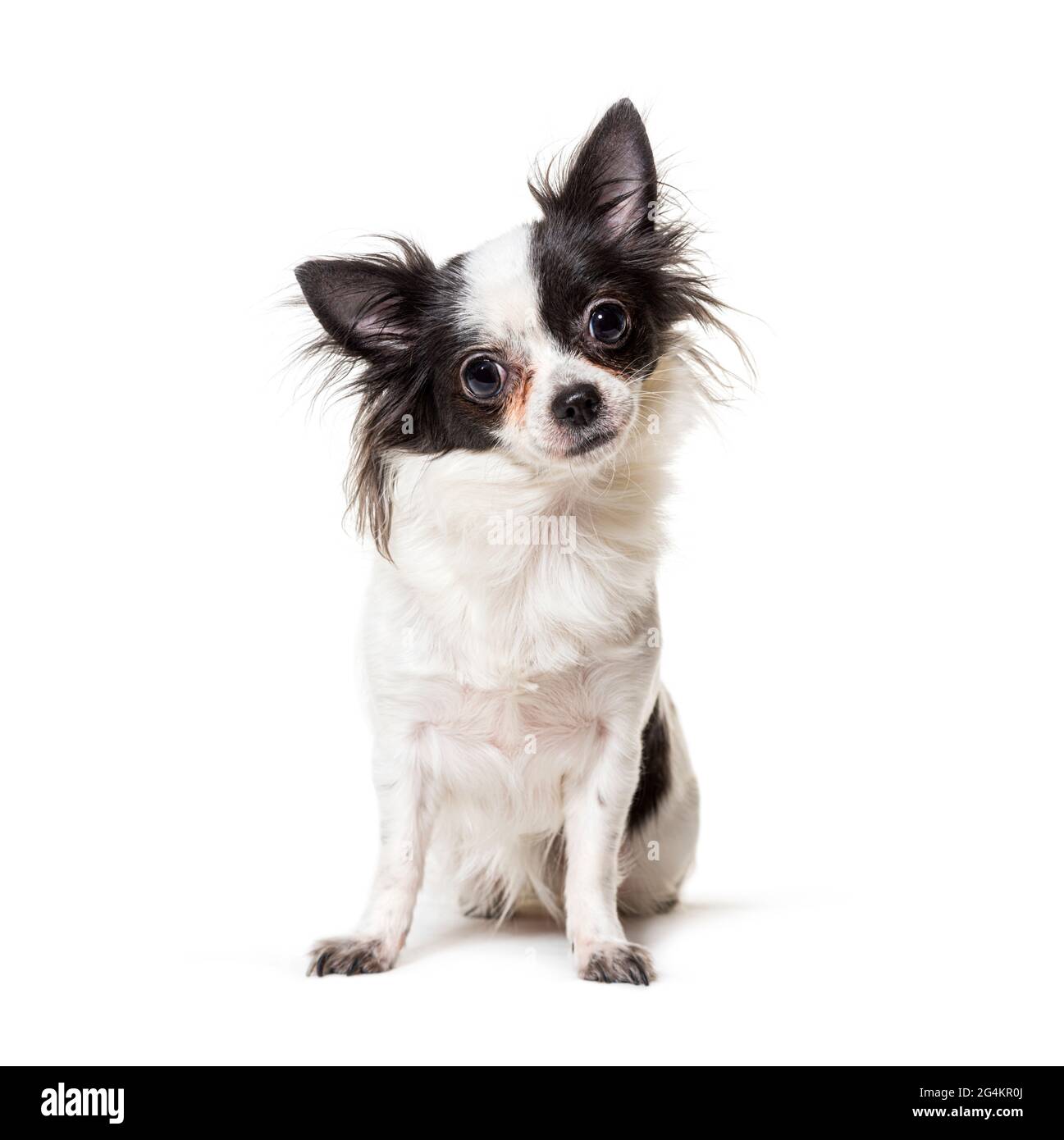 Sitting black and white Chihuahua dog Stock Photo
