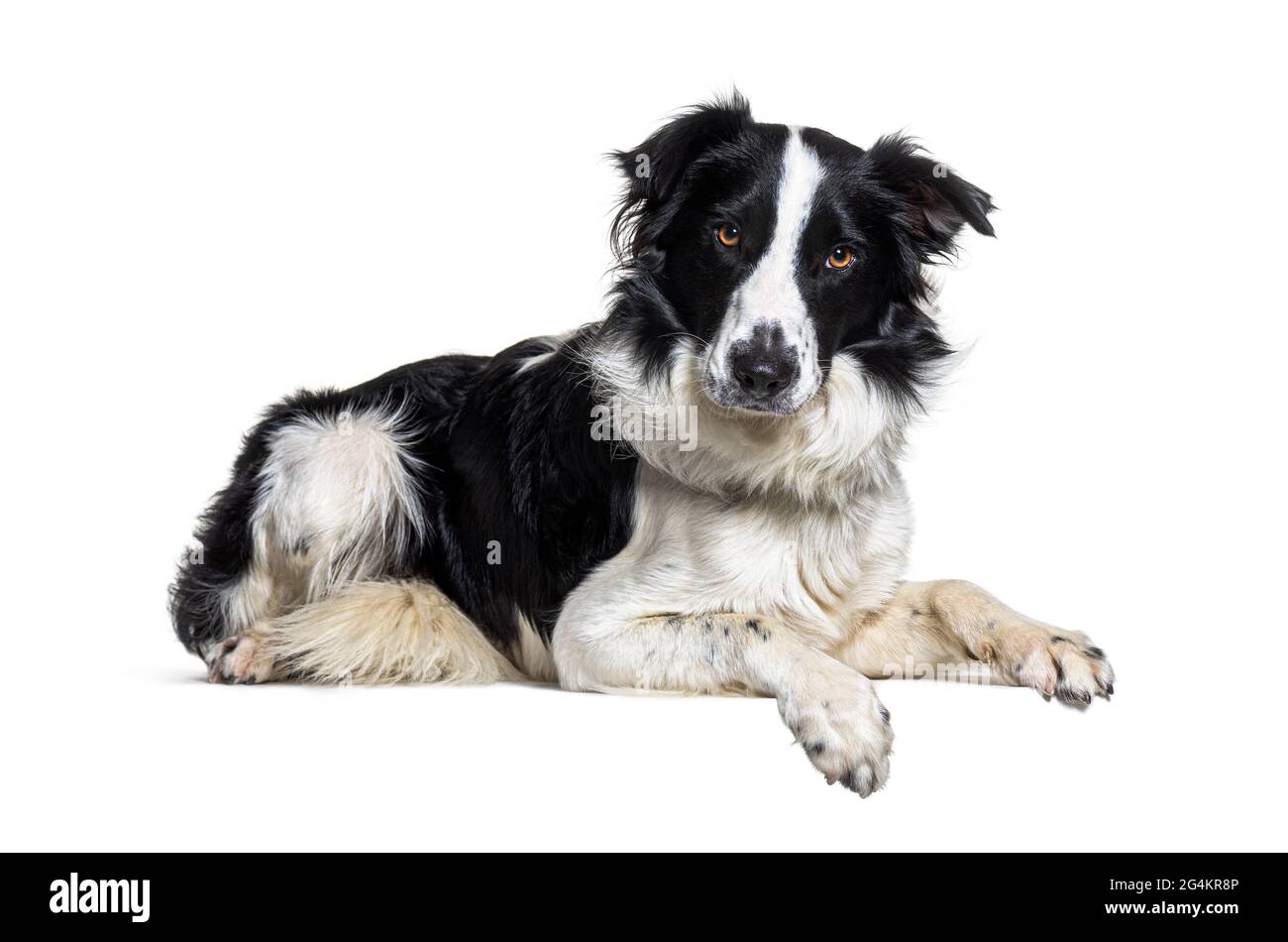 Lying down on a empty board Border collie dog looking at the camera Stock Photo