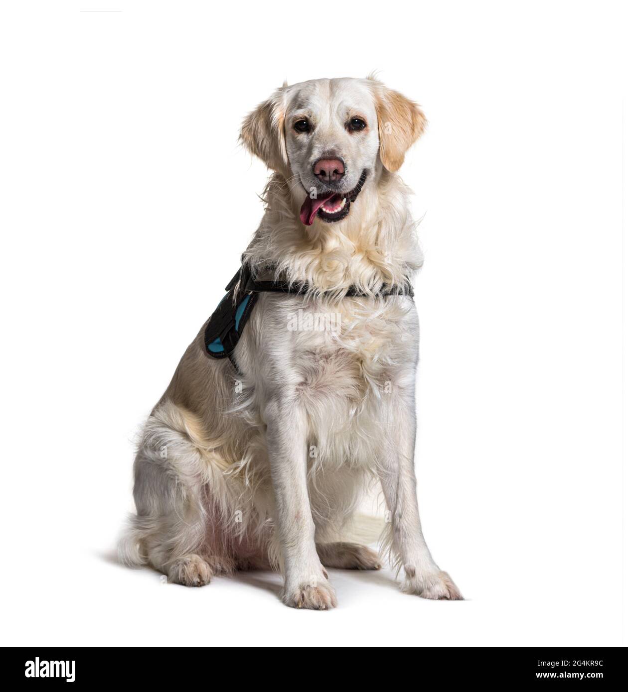 Labrador dog wearing harnais panting Stock Photo