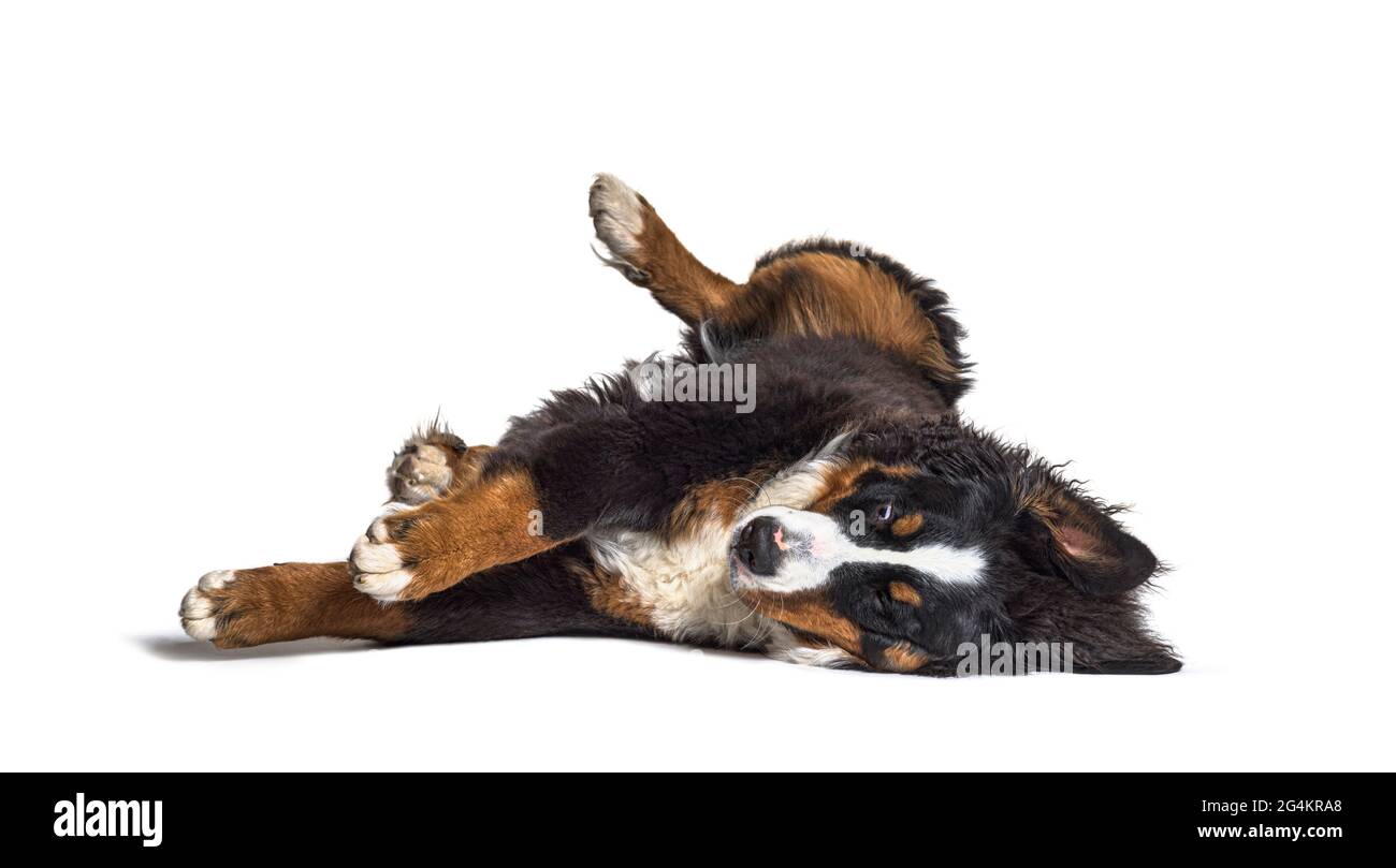 Crazy bernese monutain dog lying on its back, isolated Stock Photo