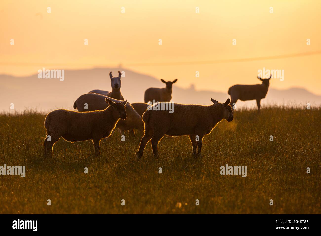 Border leicester sheep hi-res stock photography and images - Alamy