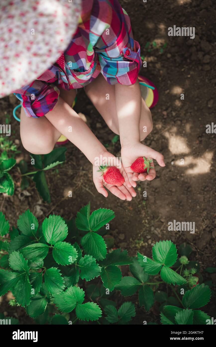 Little girl picking strawberry on a farm field. Strawberry in a kid ...