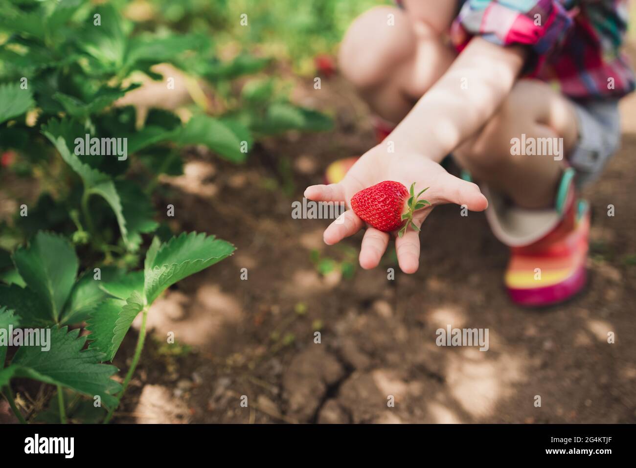 Little girl picking strawberry on a farm field. Strawberry in a kid ...