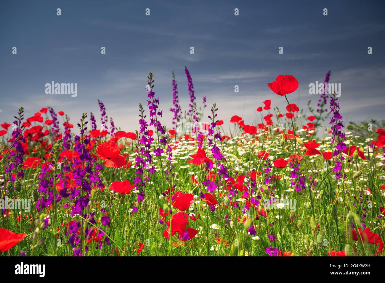 Field of bright red poppy flowers in summer Stock Photo