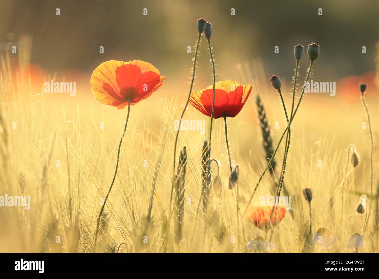 Poppies in the field at sunset Stock Photo - Alamy