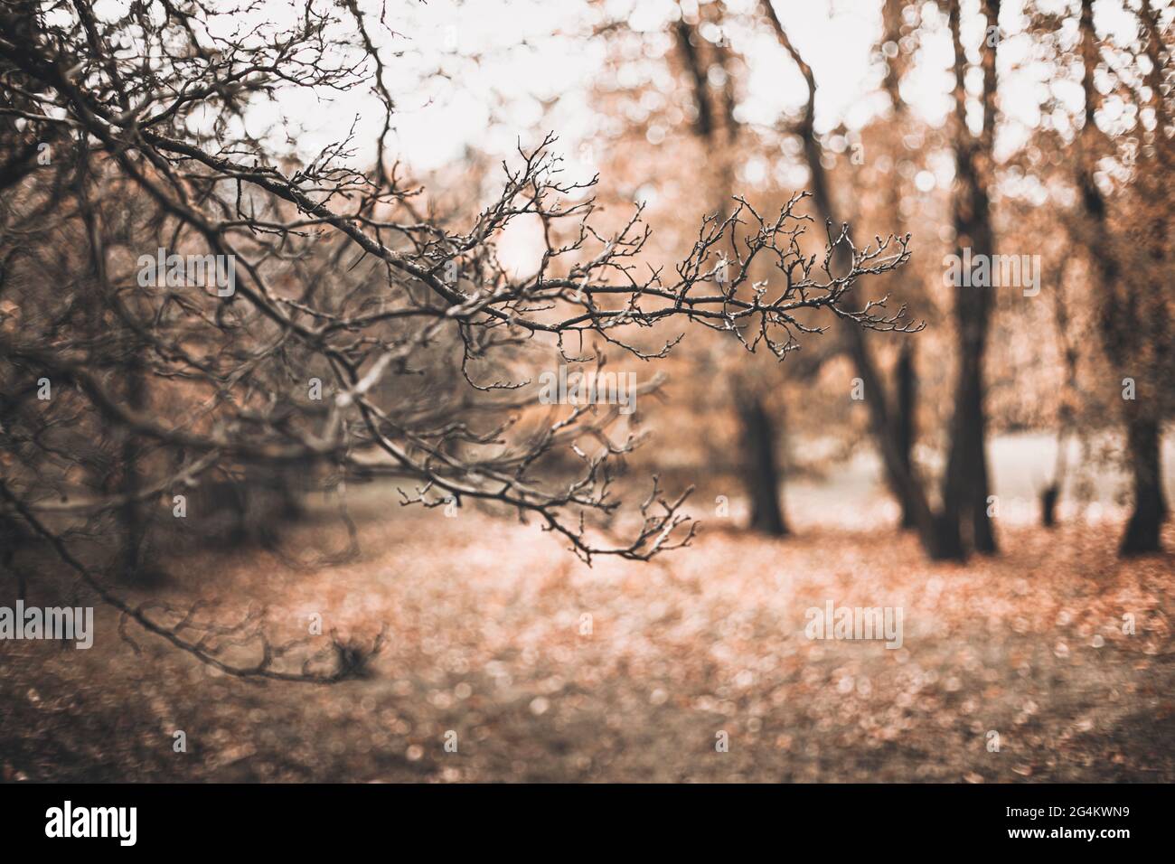 autumn scene with brown branches on blurred fall leaves background Stock Photo