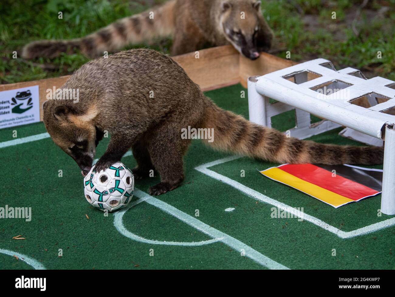 Chemnitz, Germany. 22nd June, 2021. The coatis in Chemnitz Zoo work on a ball filled with flour beetle larvae on a miniature football pitch. In the process, they predict the outcome of the match against Hungary before the German national football team's last European Championship preliminary round match and guess a draw. Credit: Hendrik Schmidt/dpa-Zentralbild/ZB/dpa/Alamy Live News Stock Photo