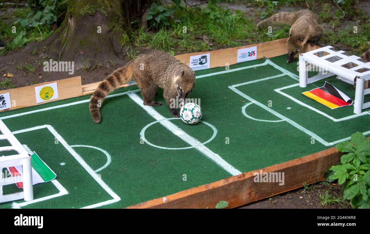 Chemnitz, Germany. 22nd June, 2021. The coatis in Chemnitz Zoo work on a ball filled with flour beetle larvae on a miniature football pitch. In the process, they predict the outcome of the match against Hungary before the German national football team's last European Championship preliminary round match and guess a draw. Credit: Hendrik Schmidt/dpa-Zentralbild/ZB/dpa/Alamy Live News Stock Photo